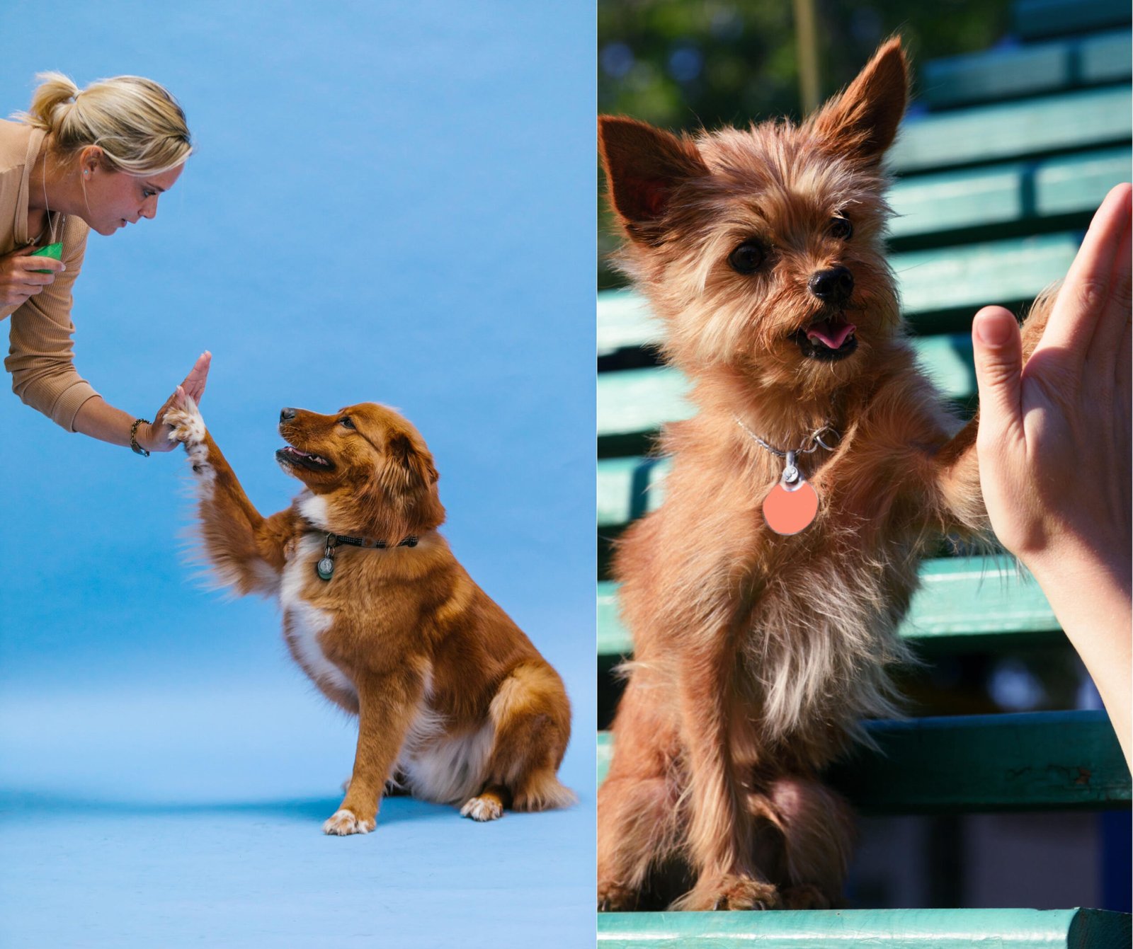 dog - Behavior - dog -