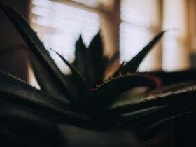 How To Get Curly Hair - General - Aloe Vera Plant Aloe Vera Plant