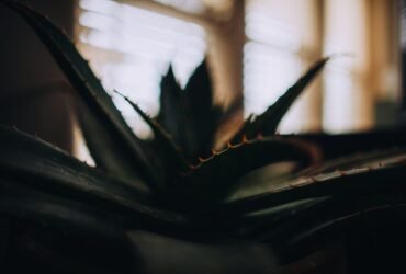 Aloe Vera Plant