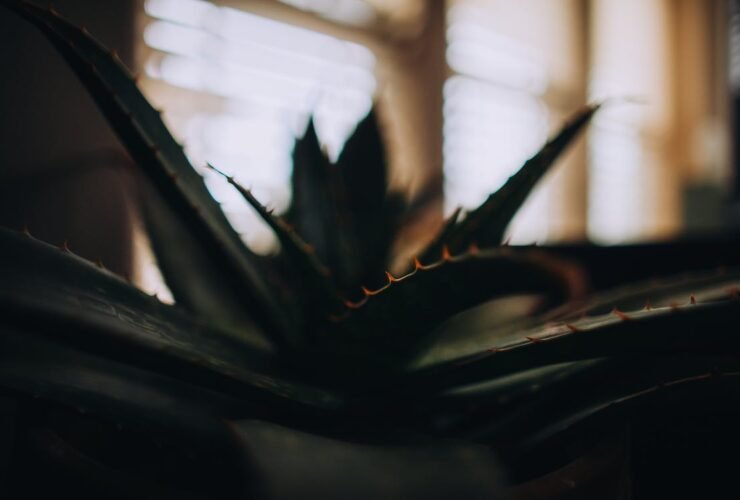 Aloe Vera Plant - Aloe Vera - Aloe Vera Plant Aloe Vera Plant