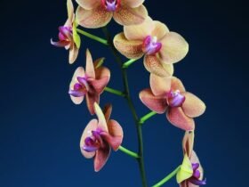 Lifestyle Blog - General - orchids orchids