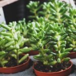 To Care For Succulents