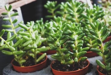To Care For Succulents