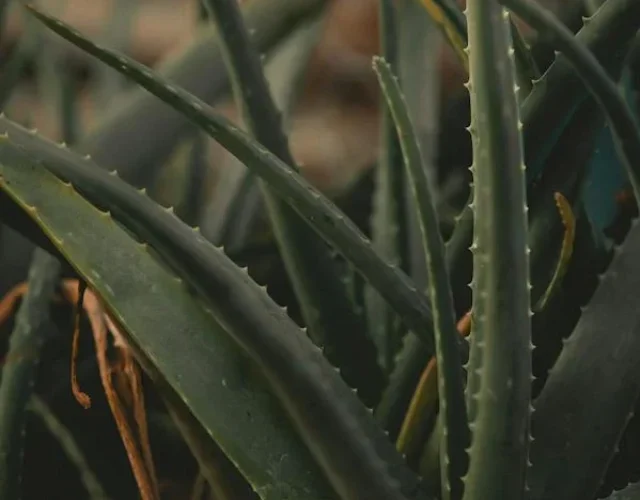 - Aloe Vera Aloe Vera