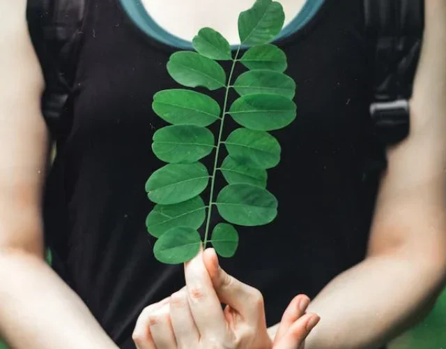 - Organic Moringa Powder Organic Moringa Powder