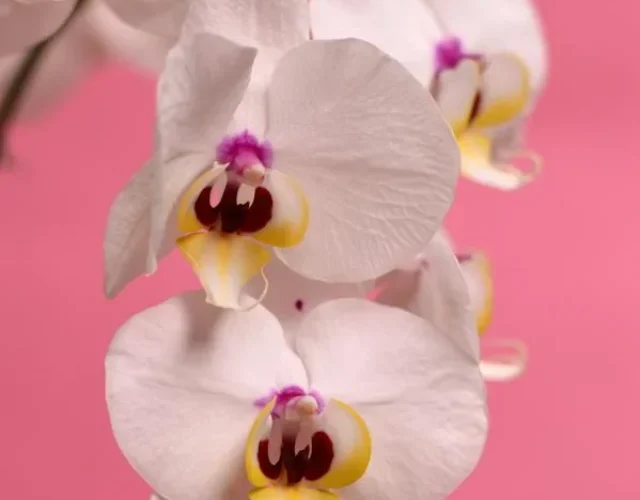 - orchids orchids