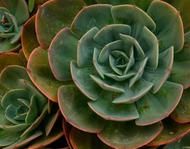 - succulents succulents