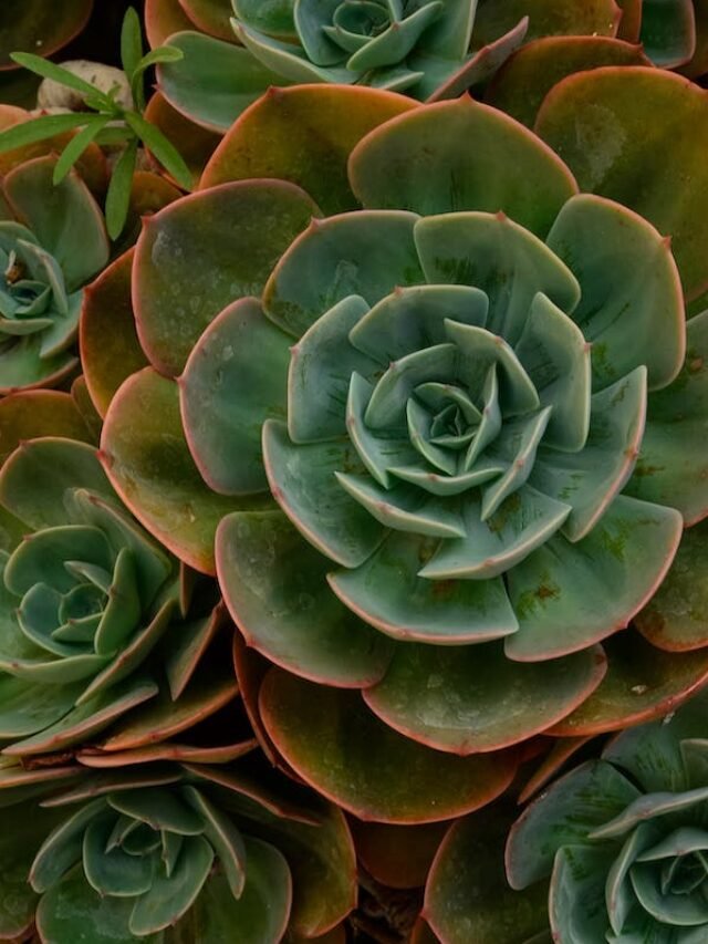 Unlock Succulent Success: 5 Expert Care Tips!