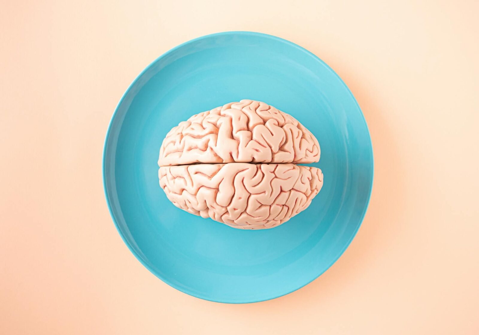 brain model on plate
