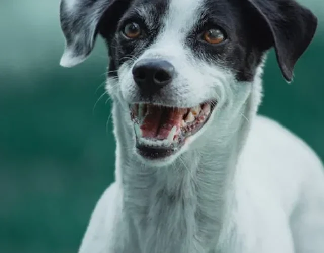 - pexels-photo-3756605 pexels-photo-3756605