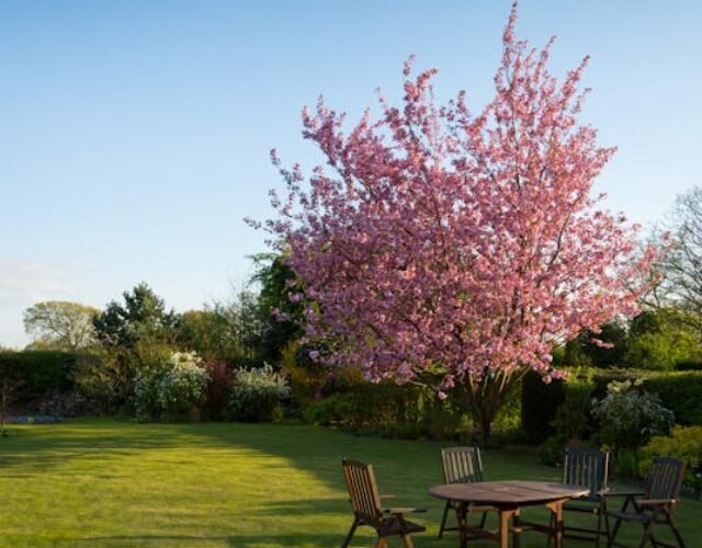 - pexels-photo-59321 pexels-photo-59321