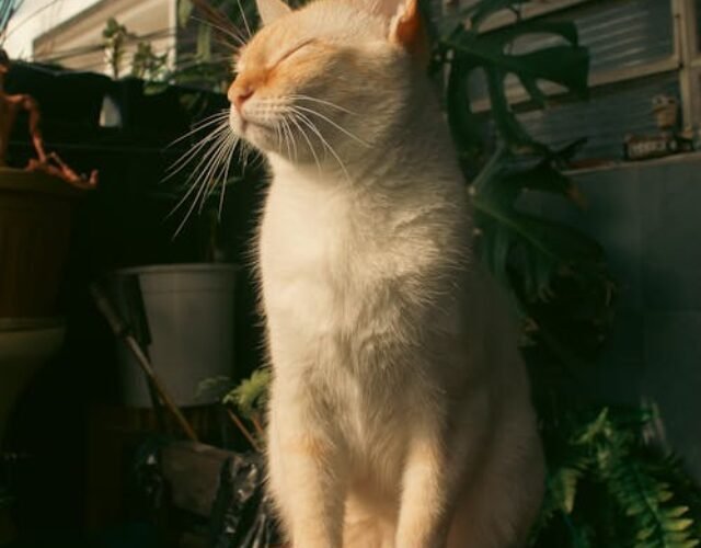 - pexels-photo-11909020 pexels-photo-11909020