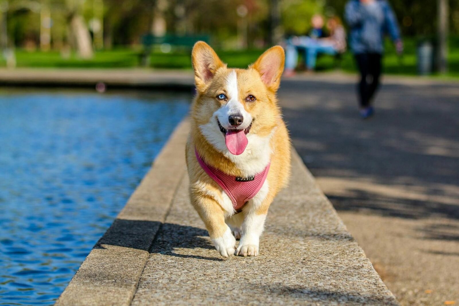Pet Care Routine - General - Pet Care Routine Pet Care Routine