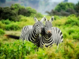 how to travel and preserve wildlife