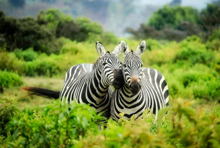 how to travel and preserve wildlife - how to travel and preserve wildlife - how to travel and preserve wildlife how to travel and preserve wildlife